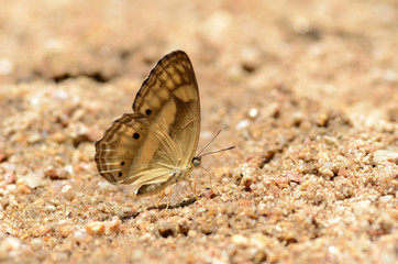 Butterflies on the floor