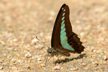 Butterflies on the floor.