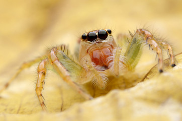 Spider jumping.