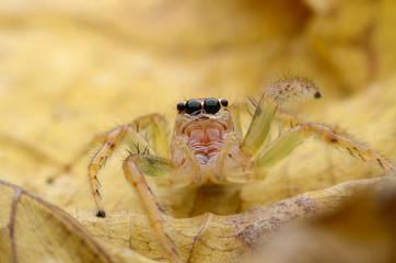 Spider jumping.