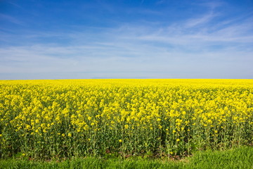 Fototapeta premium Yellow field in Czech Republic