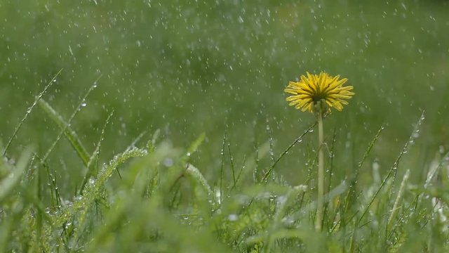 dandelion in the rain