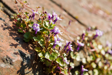 Flowers growing on rocks