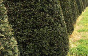 Typical dutch nature on a spring day