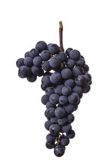 Dark bunch of grape in low light on white isolated background , macro shot , water drops