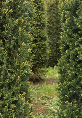 Fototapeta premium Typical dutch nature on a spring day