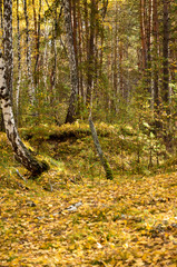 Autumn forest landscape in countryside of russia. Birch at the fall. Fallen leaves.