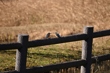 Fototapeta premium カワセミ