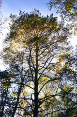 Pine tree in the rays of sun light. View from ground.