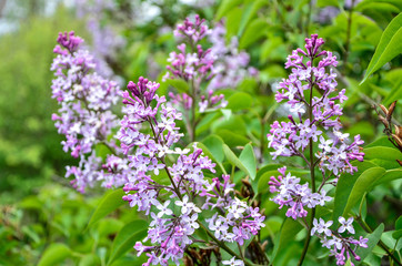 Lilac blooms. Beautiful bunch of lilac closeup. Lilac Flowering