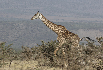 adult giraffe walking along a bushy savannah on a sunny afternoon amid the slope of the Ngorongoro crater