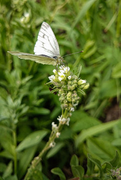 White butterfly on a flower.