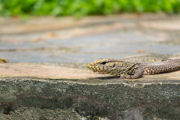 Obraz premium The young Bengal monitor on the stone under sun light