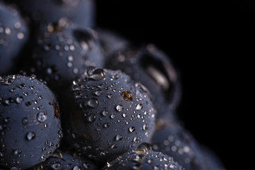 Donkere tros druiven bij weinig licht op zwarte geïsoleerde achtergrond, macro-opname, waterdruppels