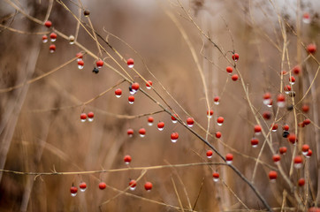 Red berry on dry herb in autumn forest background