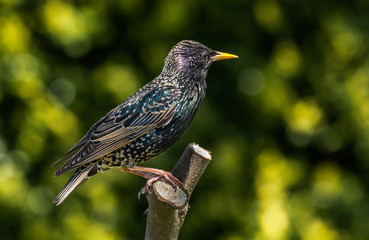 Szpak, profil na gałęzi © Marcin Maląg