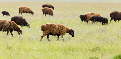 Ram in the pasture in the spring