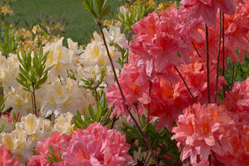 flowerbed with yellow and pink flowers of rhododendron