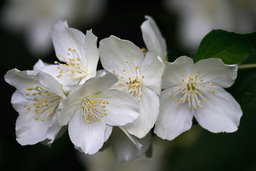 branch with white jasmine flowers closeup