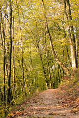 path in the yellow autumn deciduous forest