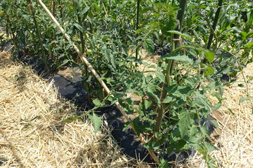 五月下旬の菜園