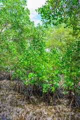 mangrove forest at Nature Preserve and Forest.Klaeng at Prasae, Rayong province, Thailand