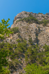 Fototapeta na wymiar Steep and rocky hills covered with coniferous forest in the Turkish national park. Prak is located in the vicinity of Kusadasi and is called Milli Park.