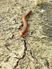 Millipede on ground.