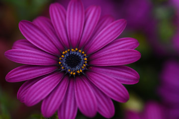 Obraz premium オステオスペルマム