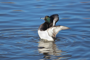 Tufted duck
