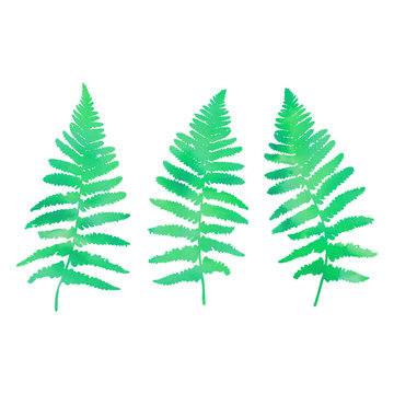Vector illustration of  fern leaves. Thin delicate lines silhouettes with watercolor style texture. Different shades of green color isolated on white background 