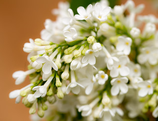 White flowers of lilac on nature