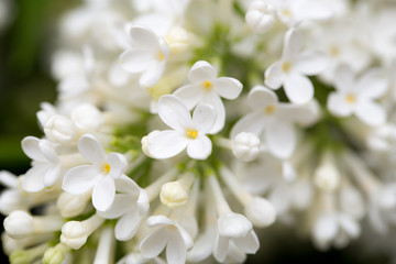 Obraz na płótnie Canvas White flowers of lilac on nature