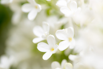 Fototapeta na wymiar White flowers of lilac on nature