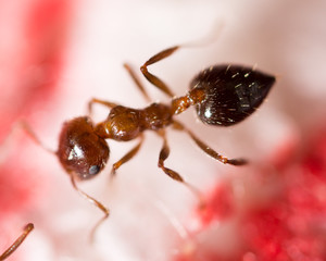 An ant on a red fabric