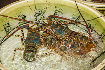 Fresh water lobster on display for sale during a weekend wet market.