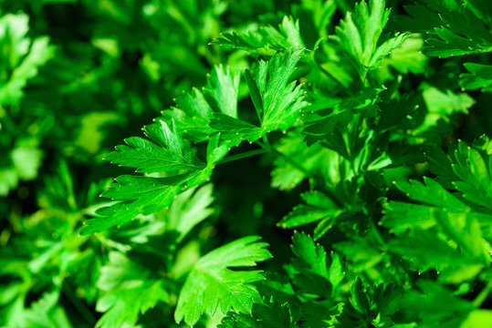 Fresh Parsley Growing In Garden