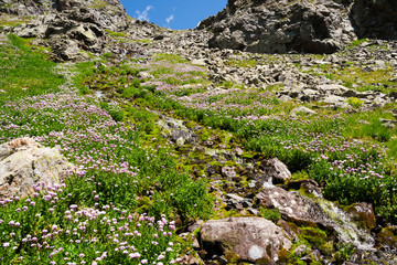 Fototapeta na wymiar Flowers on alpine meadows Caucasus