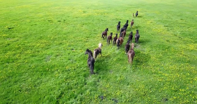 Running herd of horses on a green field