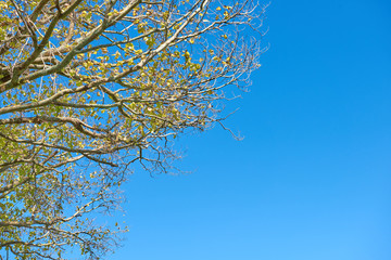 Foliage of trees against a bright blue sky