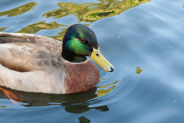 Mallard duck with distinctive markings swimming on calm blue water