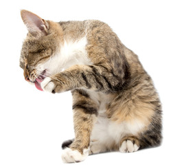 Obraz premium Cat washed on white background