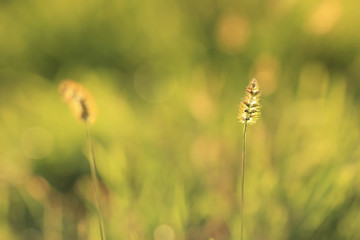 Natural blurred background autumn meadow
