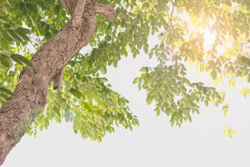 Fototapeta premium tree in low angle view with sun and len flare
