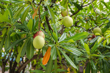 Suicide tree, Pong-pong, Othalanga, Cerbera odollam