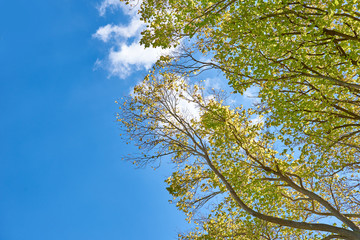 Foliage of trees against a bright blue sky