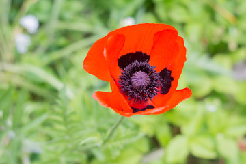 Mohn 