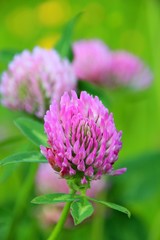 naturheilkunde mit rotklee