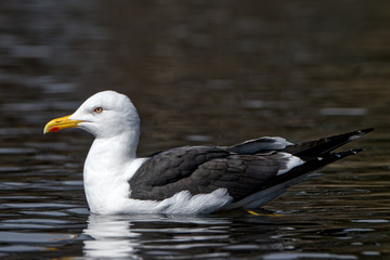 Fototapeta premium Lesser Black-backed Gull