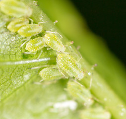 A small aphid on a green plant